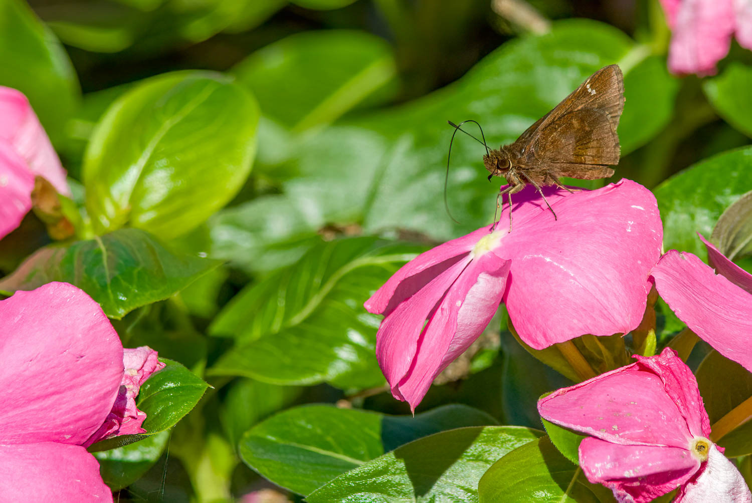 Clouded Skipper (Lerema accius)