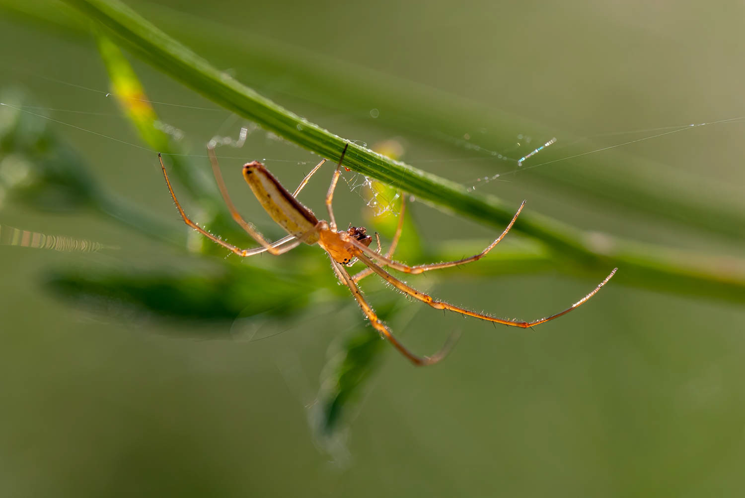 Long-jawed Orb Weaver (Tetragnatha spp.)
