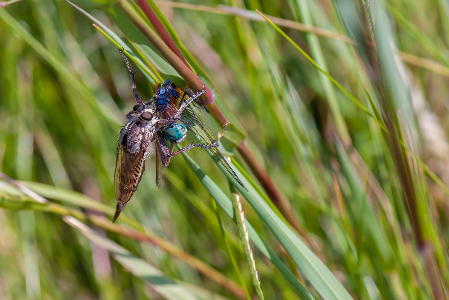 Robber Fly (Asilius sericeus)