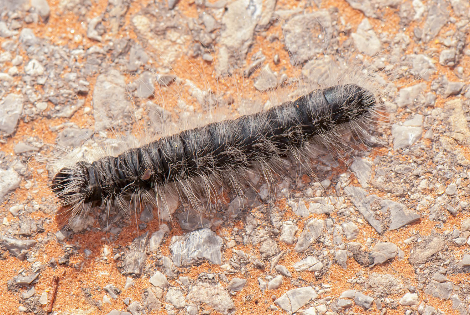 Walnut Moth (Datana integerrima)