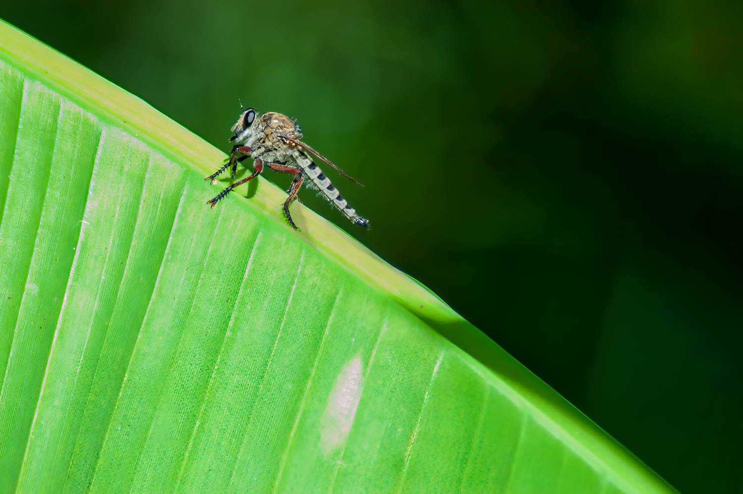 Robber F;y (Triorla interrupat)