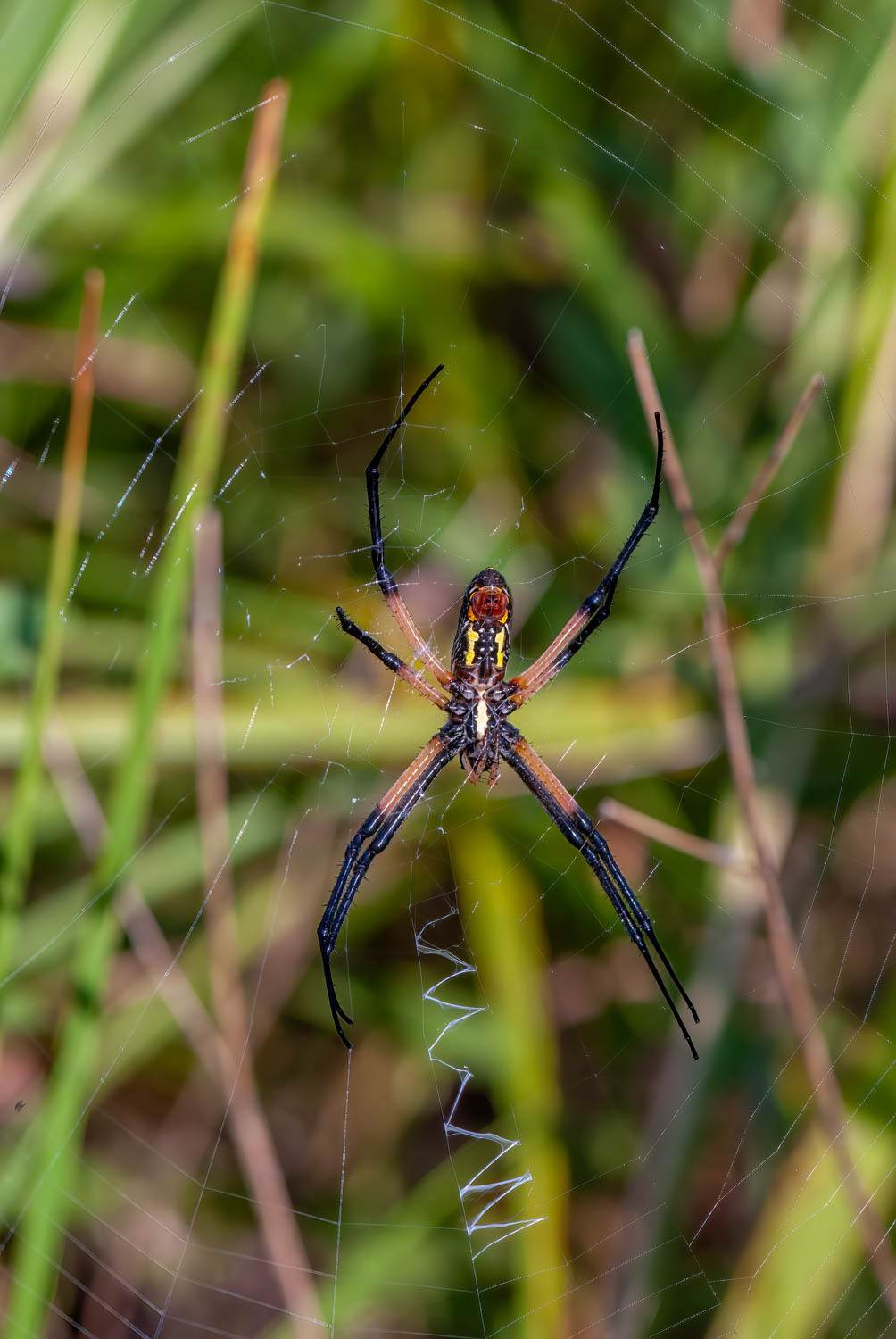 Black & Yellow Garden Spider