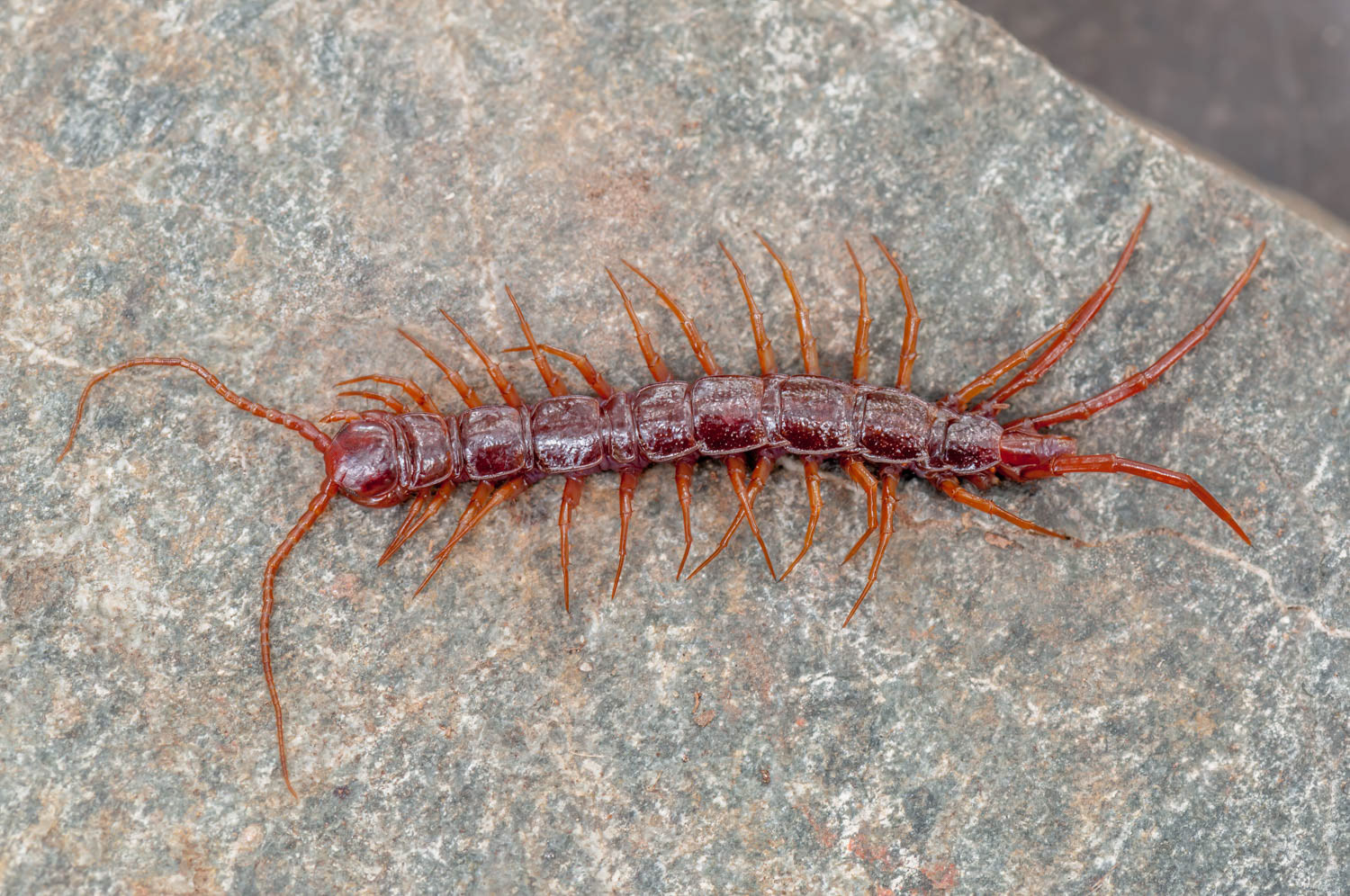 Garden Centipede (Symphylans)