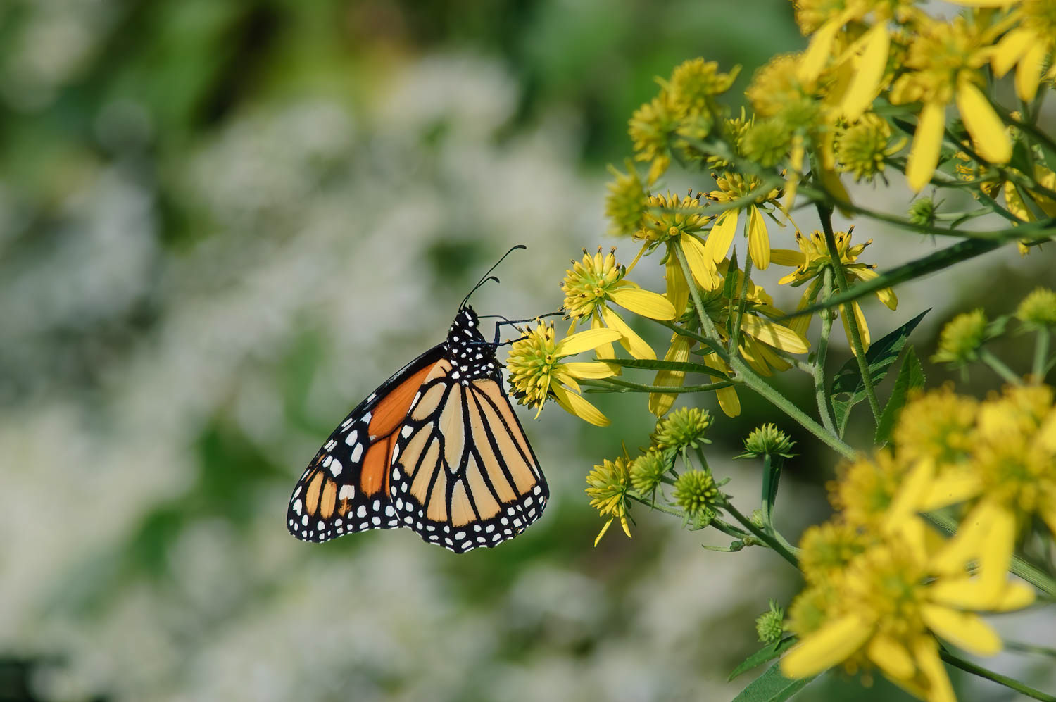 Monarch (Danaus plexippus)
