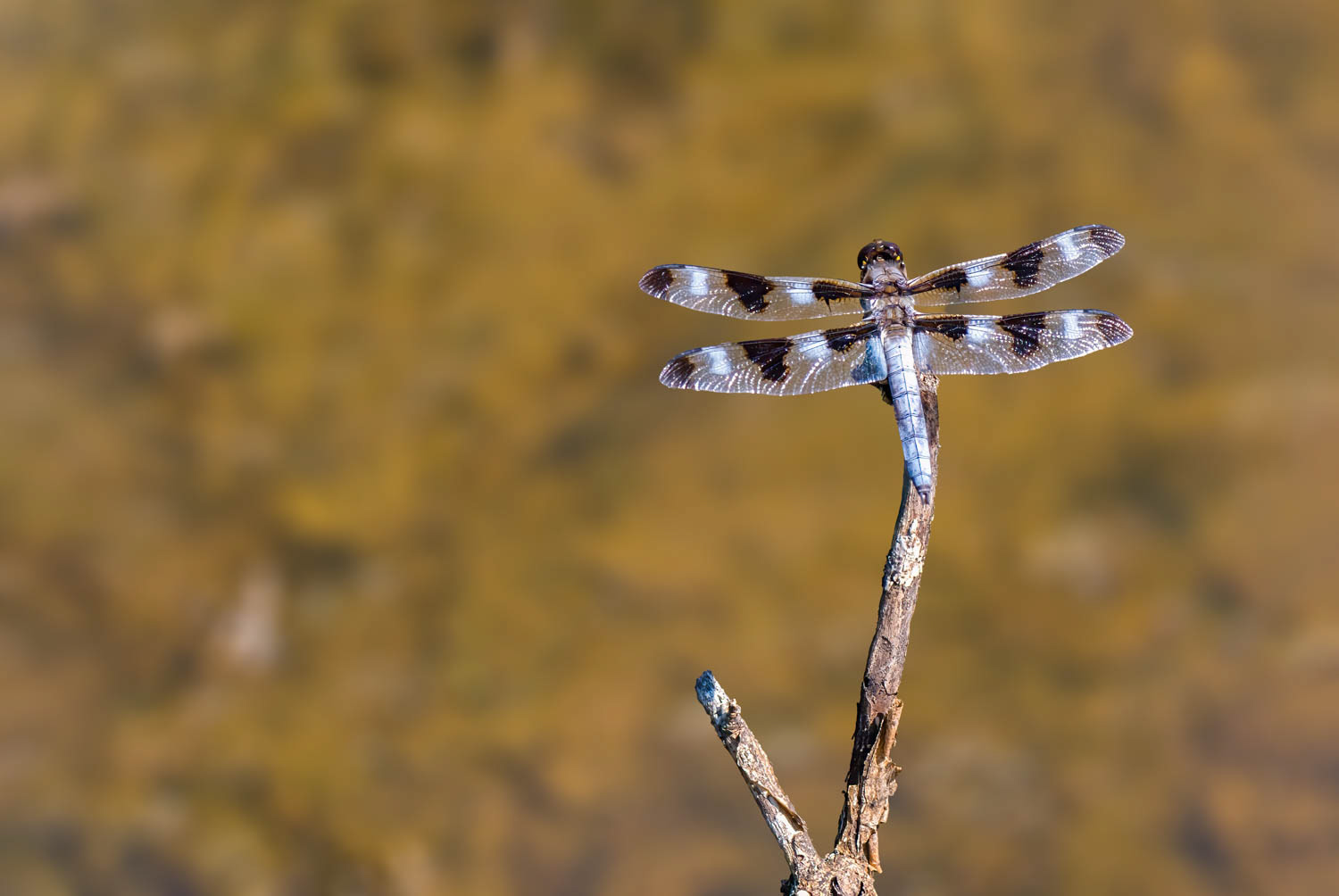 Twelve-spotted Skimmer (Libellula pulchella)