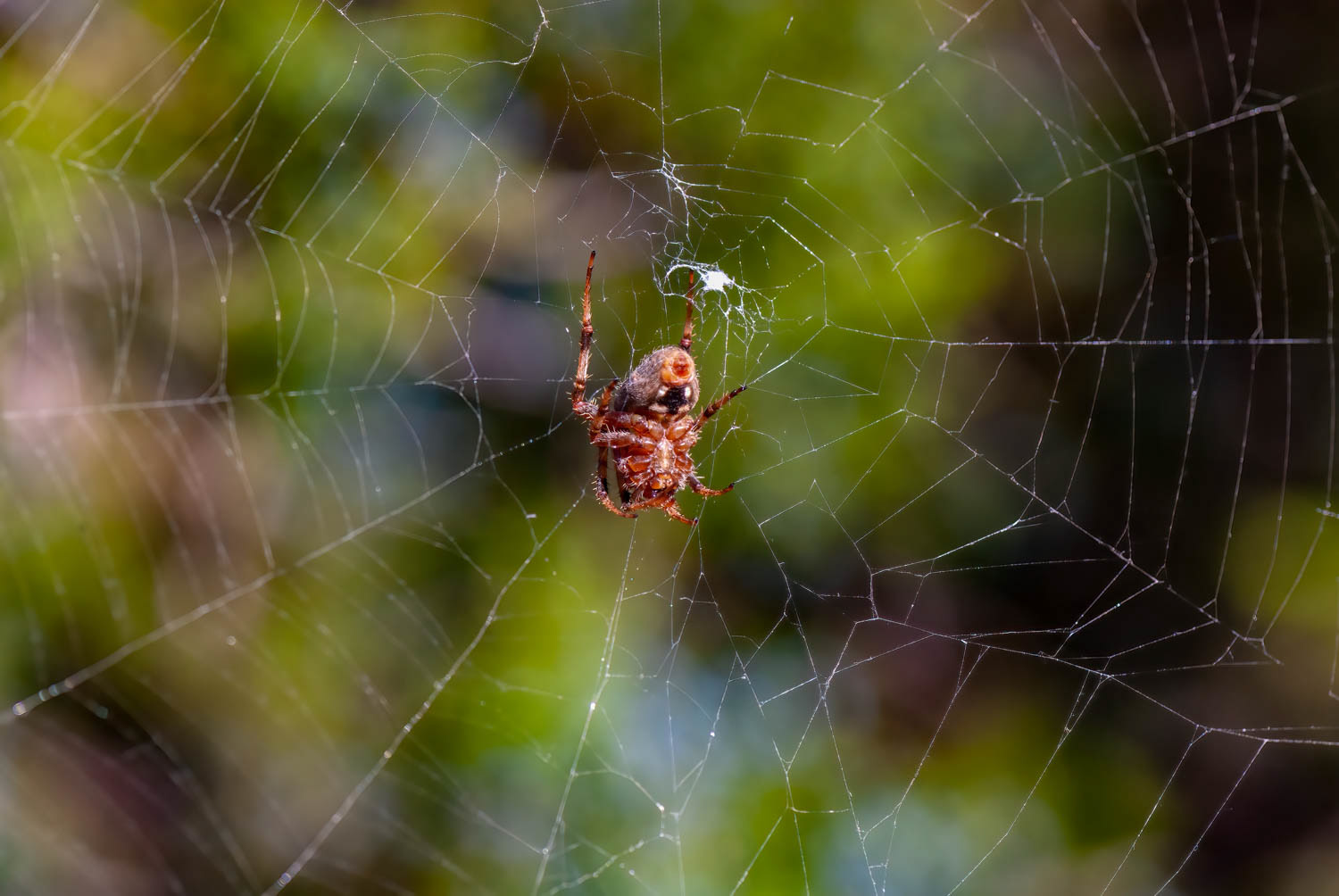 Hentz's Orb Weaver (Neoscona crucifera)
