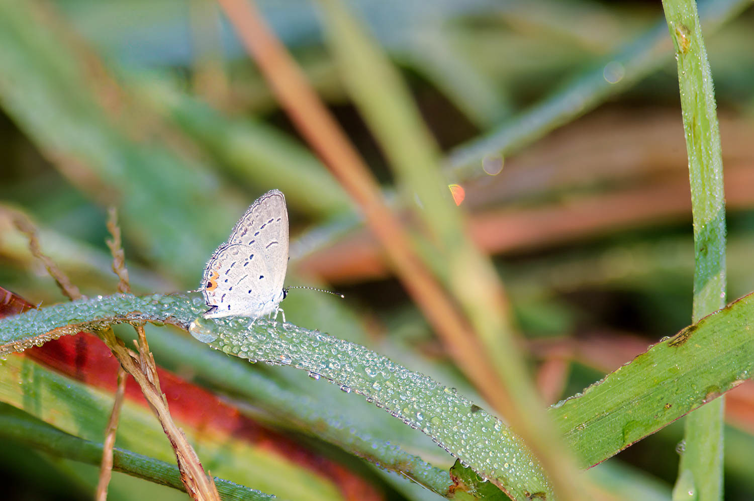 Eastern Tailed Blue (Cupido comyntas)