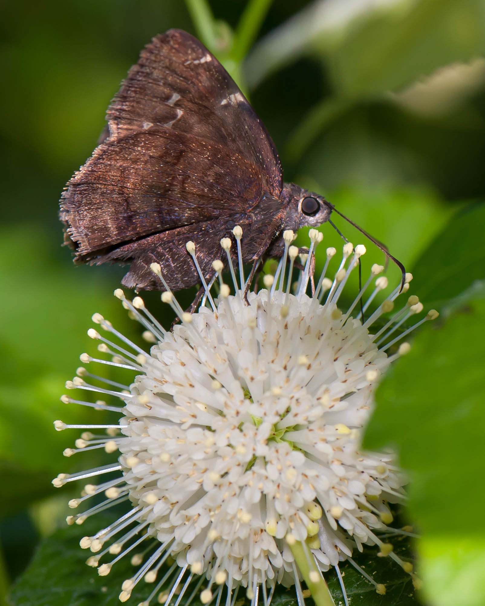 Northern Cloudywing (Thorybes pylades)