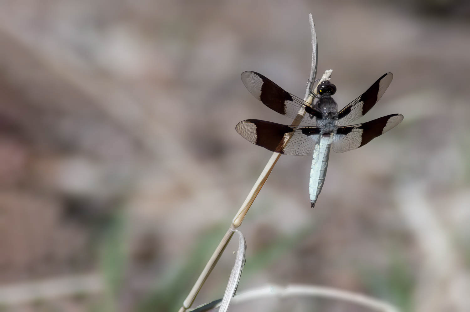 Common Whitetail (Libellula Lydia) Male
