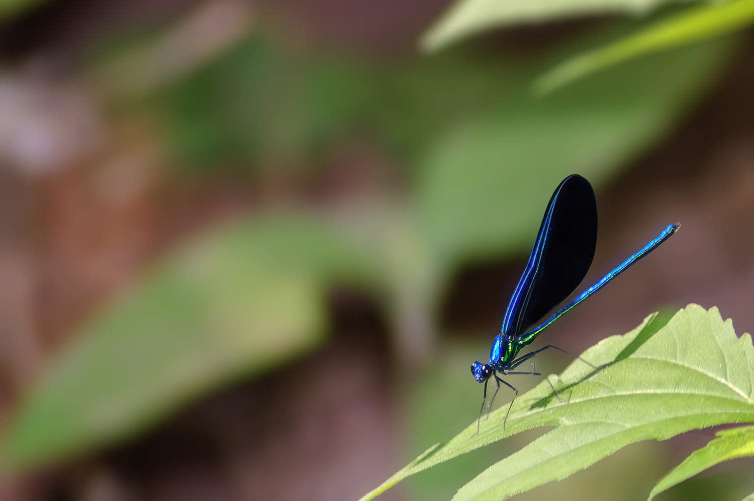 Ebony Jewelwing (Calopteryx maculata) Male