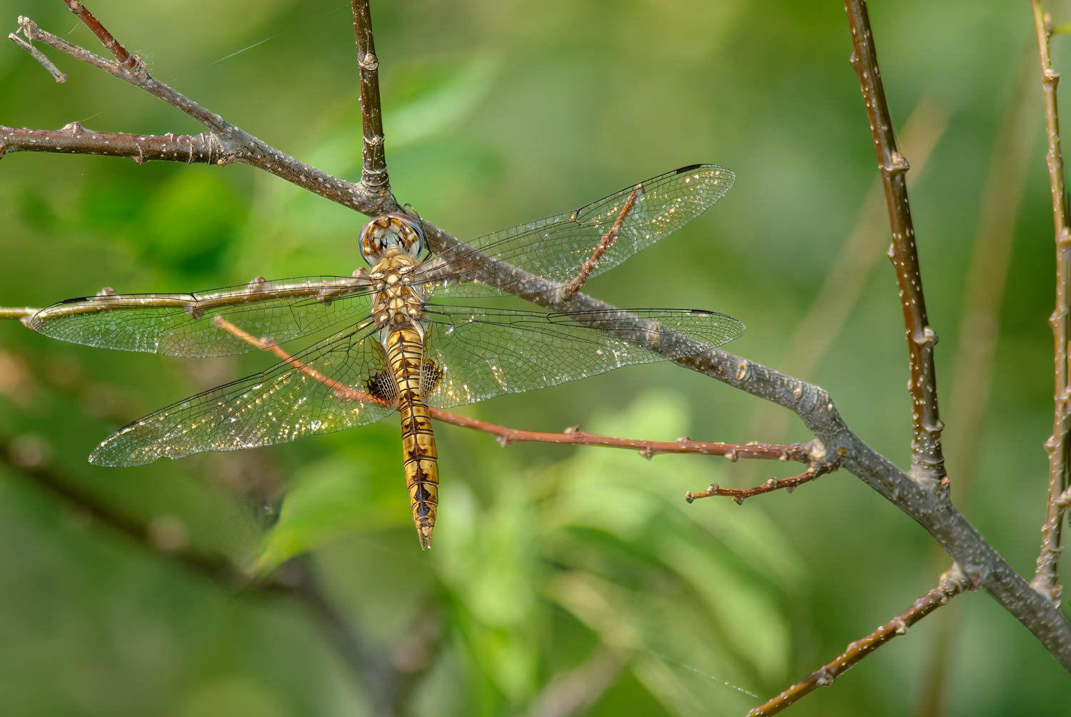 Spot-winged Glider (Pantala hymenaea)