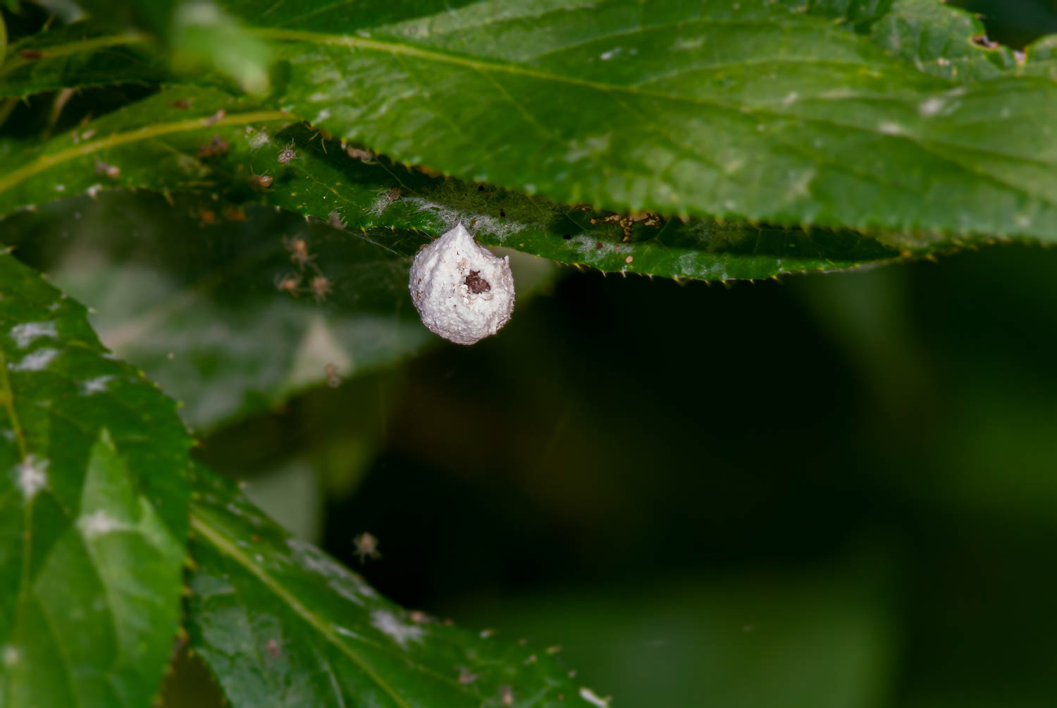 Spider Egg Sac & Hatching Babies