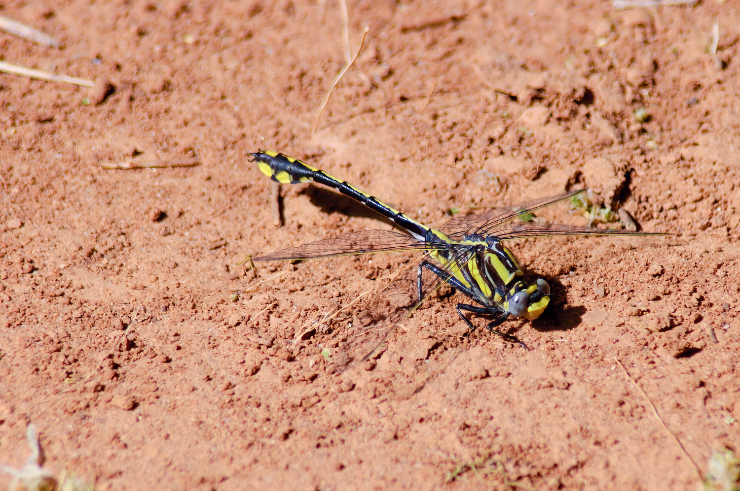 Cobra Clubtail (Gomphurus vastus) Male