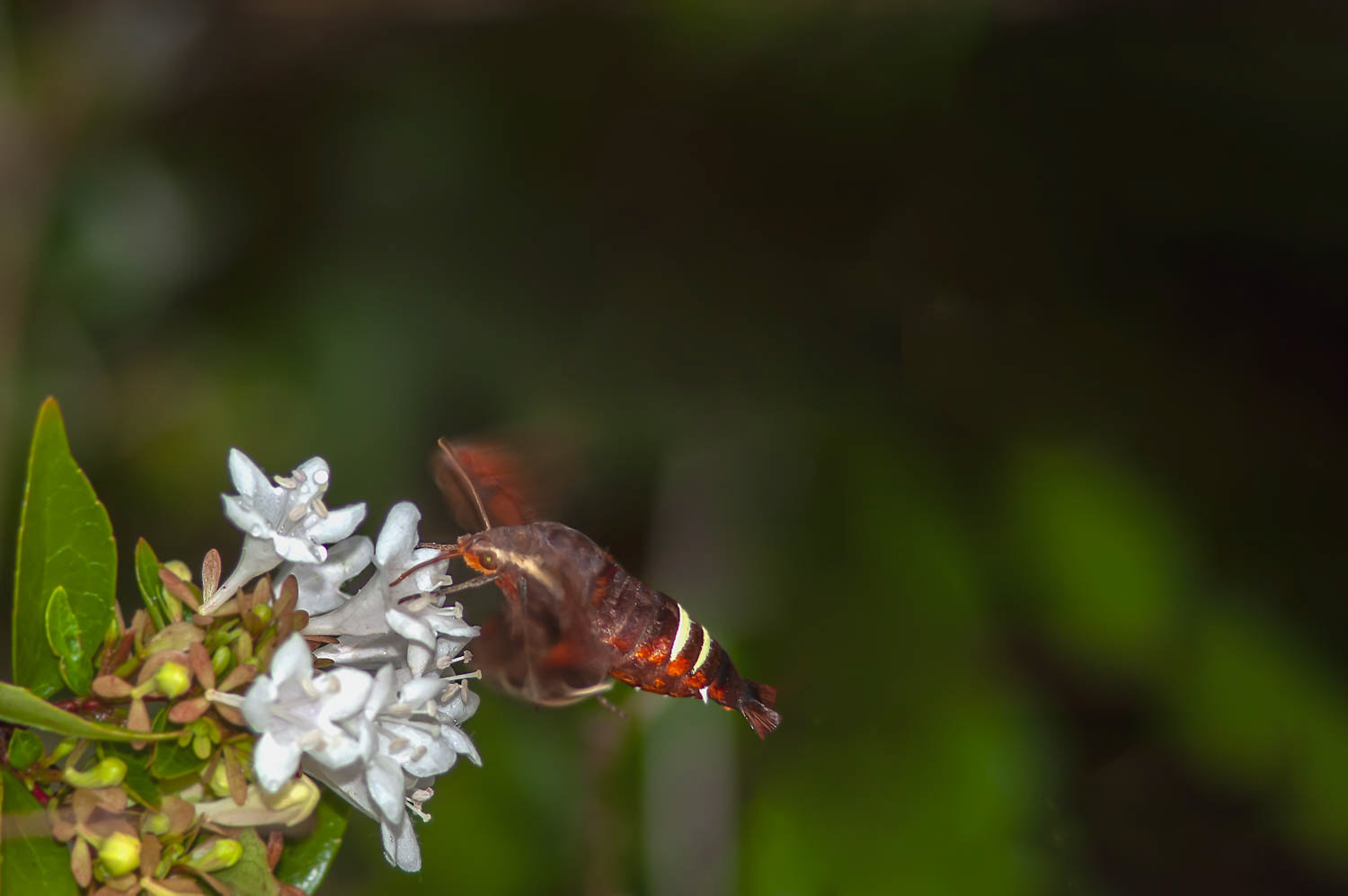 Nessus Sphinx Moth (Amphion floridensis)
