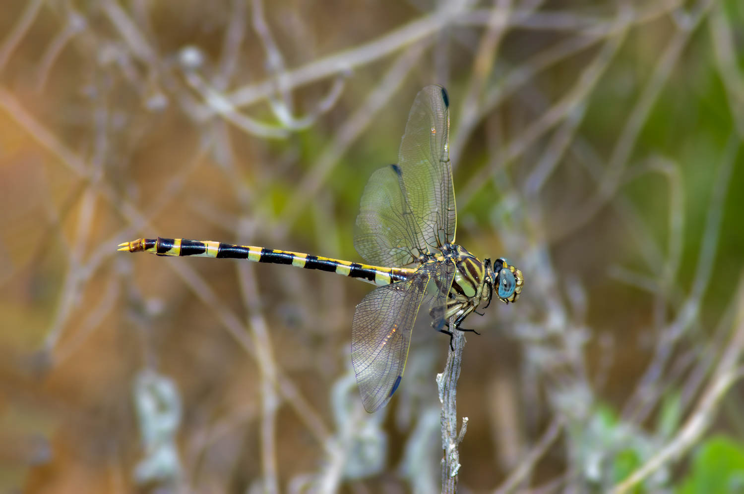 Four-striped Leaftail (Phyllogomphoides stigmatus)