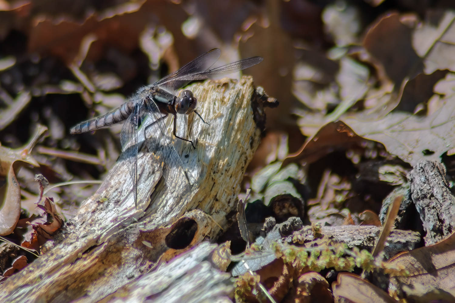 Blue Corporal (Ladona deplanata) Female