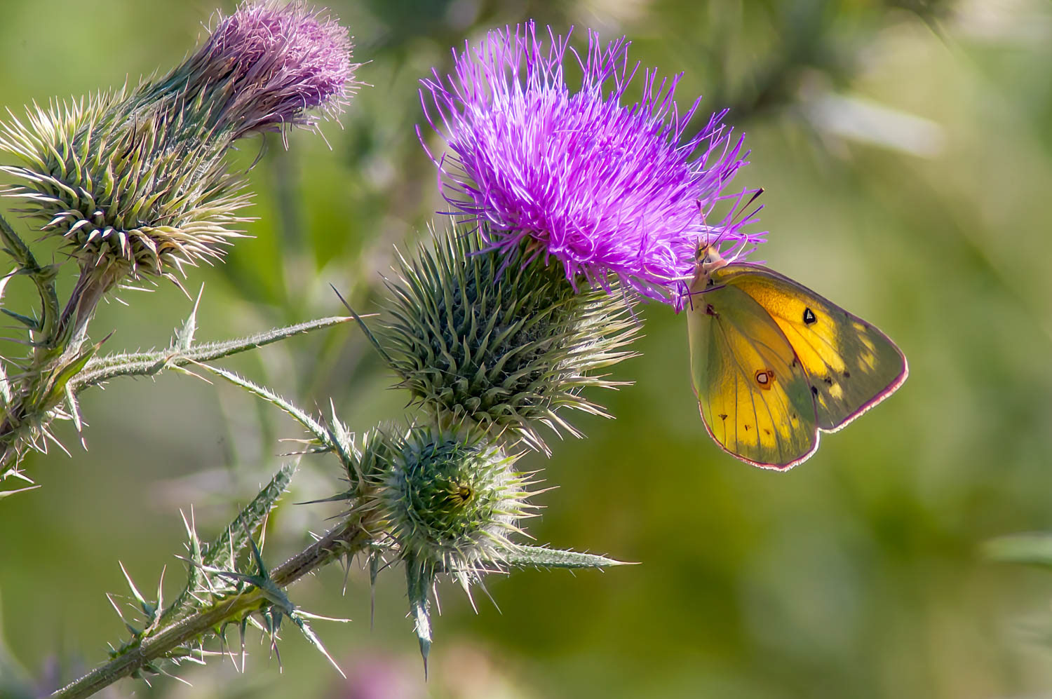 Orange Sulphur (Colias eurytheme)