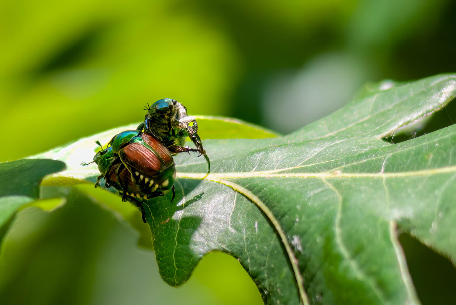 Japanese beetle (Popillia japonica) Breeding