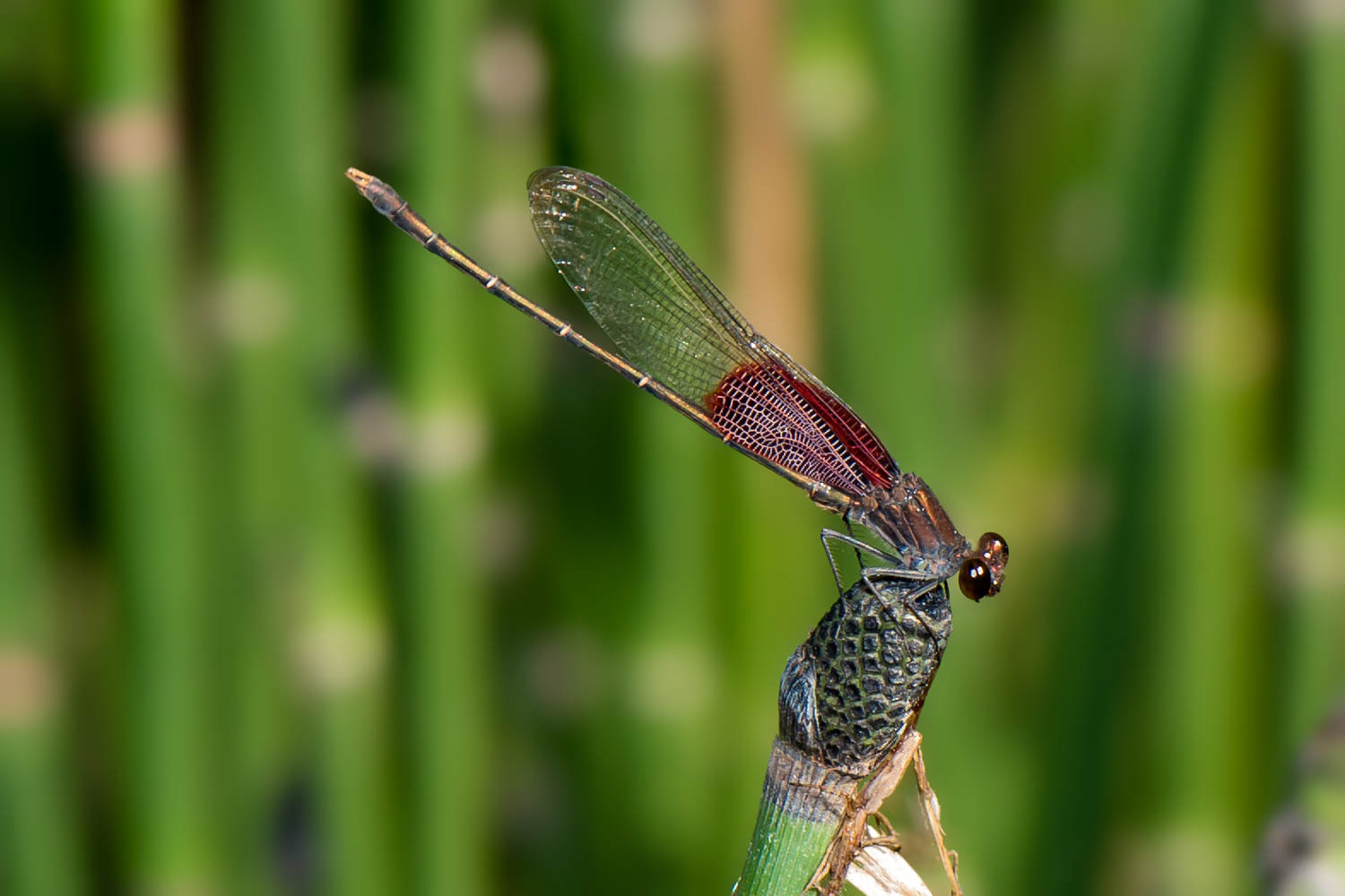 American Rubyspot (Hetaerina americana)