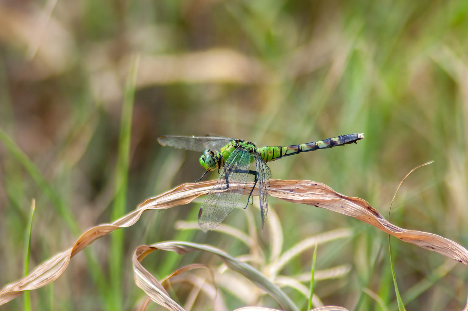 Eastern Pondhawk (Erythemis simplicicollis) Female