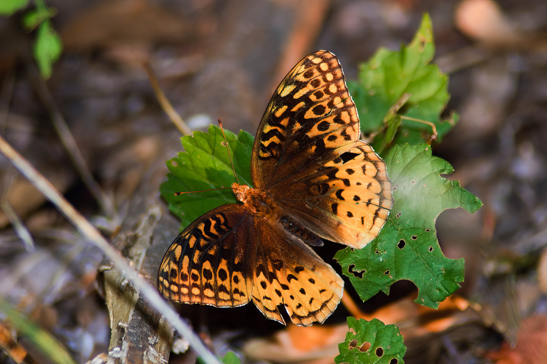 Great Soangled Frutillary (Speyeria cybele)