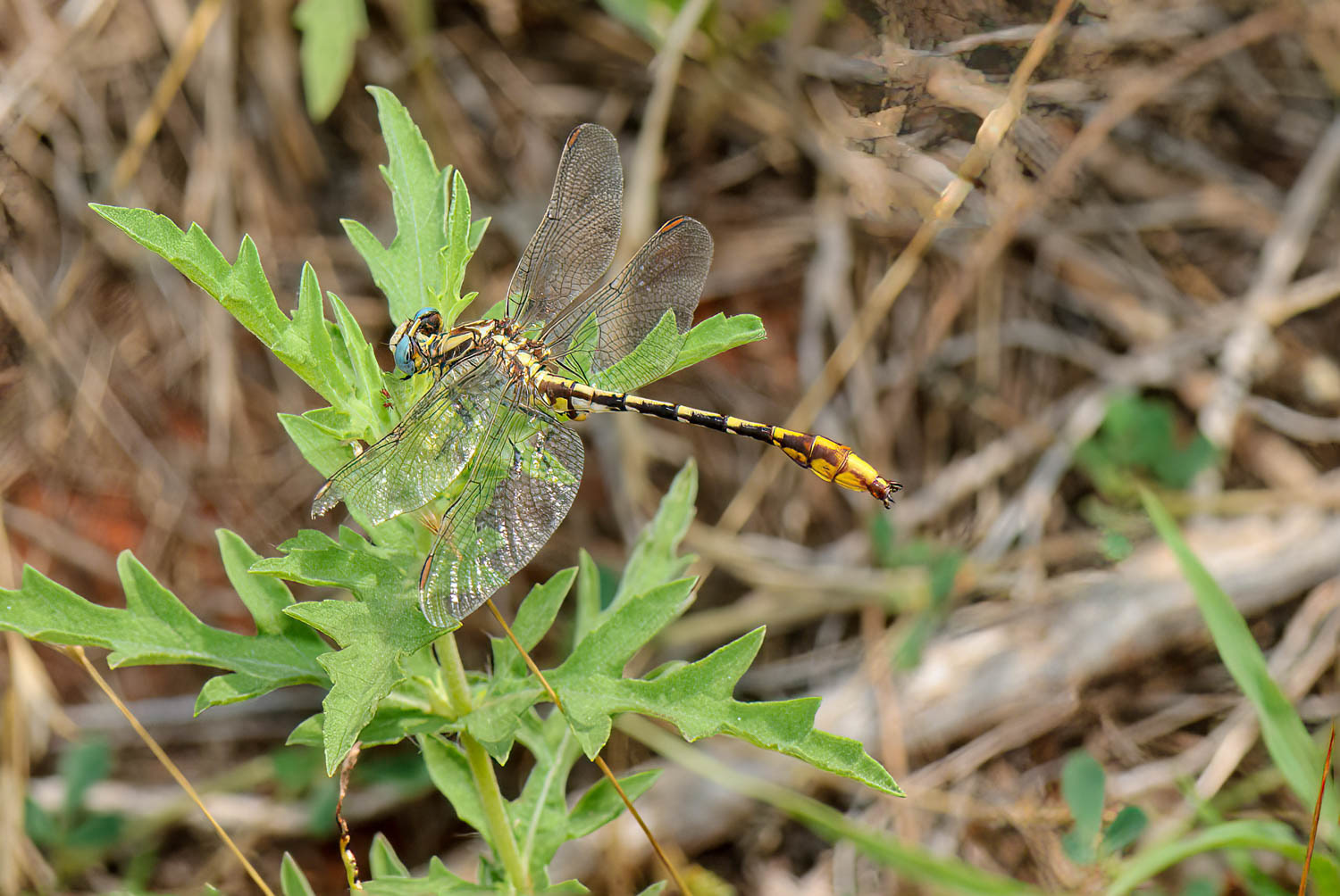 Sulphur-tipped Clubtail (Gomphus militaris)