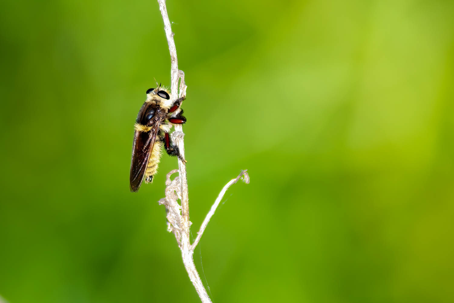 Robber Fly (Mallophora fautrix)