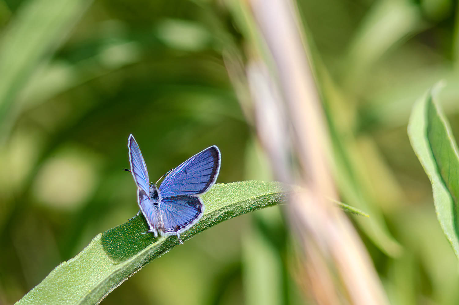 Eastern Tailed Blue (Cupido comyntas)