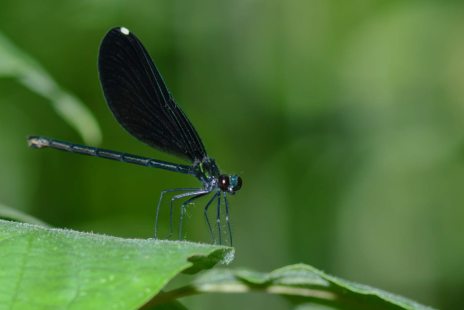 Ebony Jewelwing (Calopteryx maculata) Female