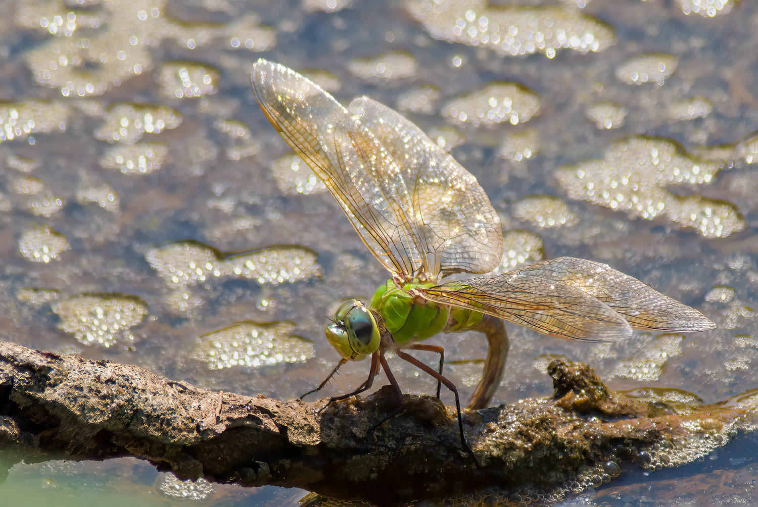 Common Green Darner (Anax junius) Female