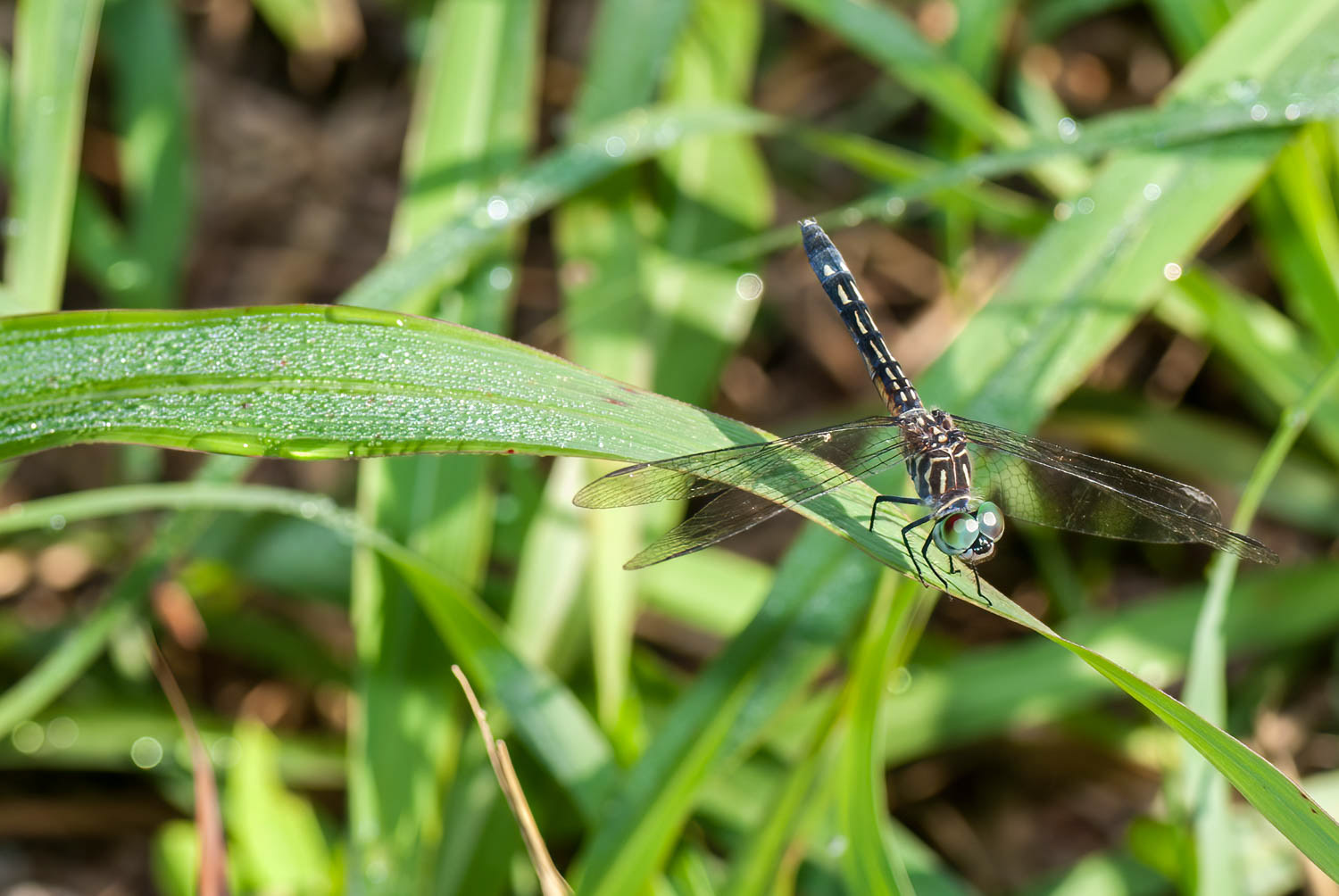 Blue Dasher (Pachydiplax longipennis) Female