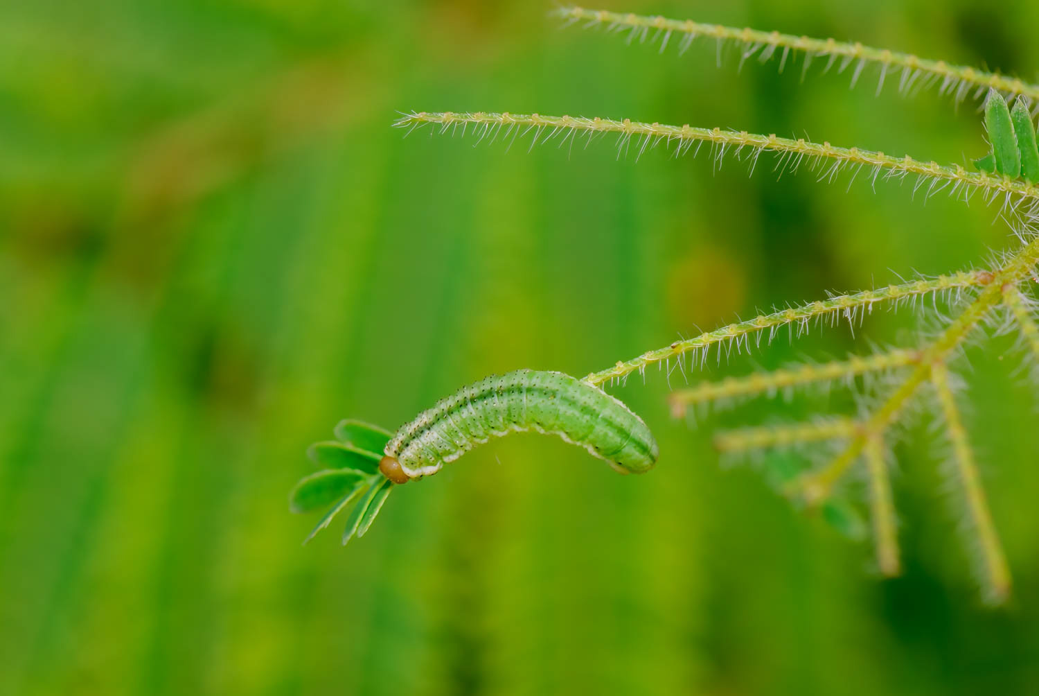 Aphid Fly (Dioprosopa clavata) -Larvae