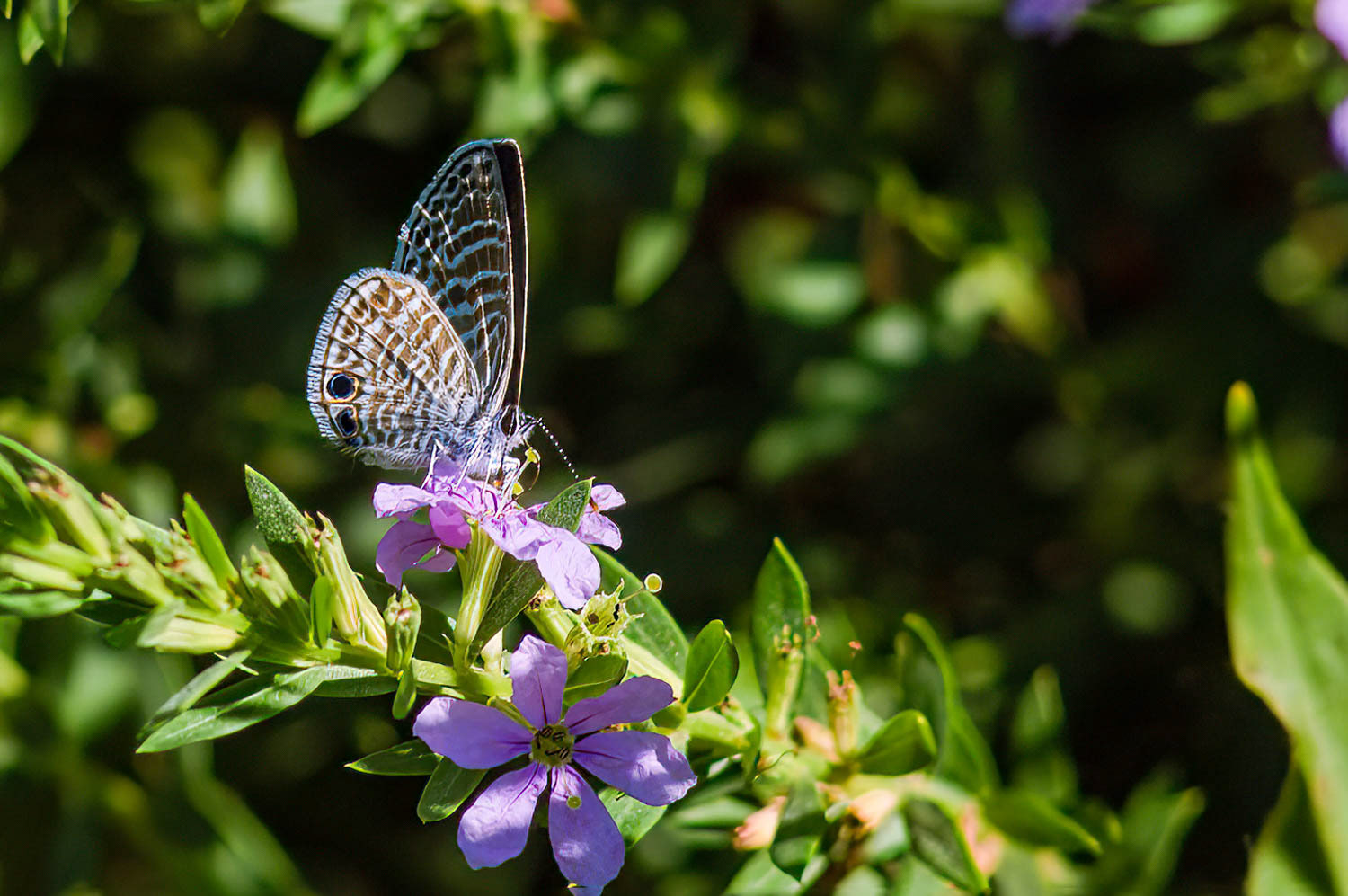 Marine Blue (Leptotes marina)