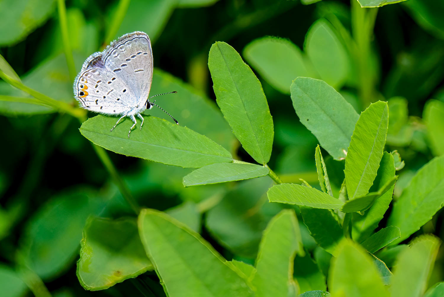 Eastern Tailed Blue (Cupido comyntas)