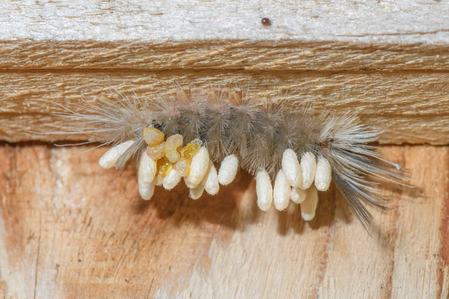 Parasitized Banded Tussock Moth (Halysidota tessellaris)