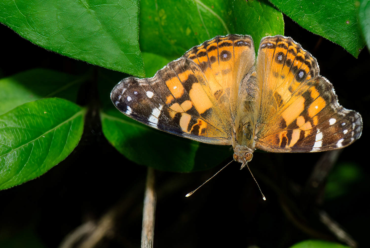 American Lady (Vanessa virginiensis)