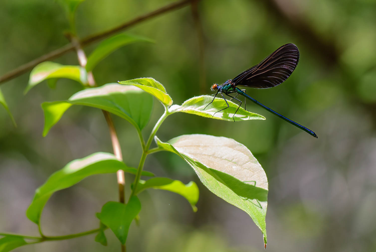 Ebony Jewelwing (Calopteryx maculata) Male
