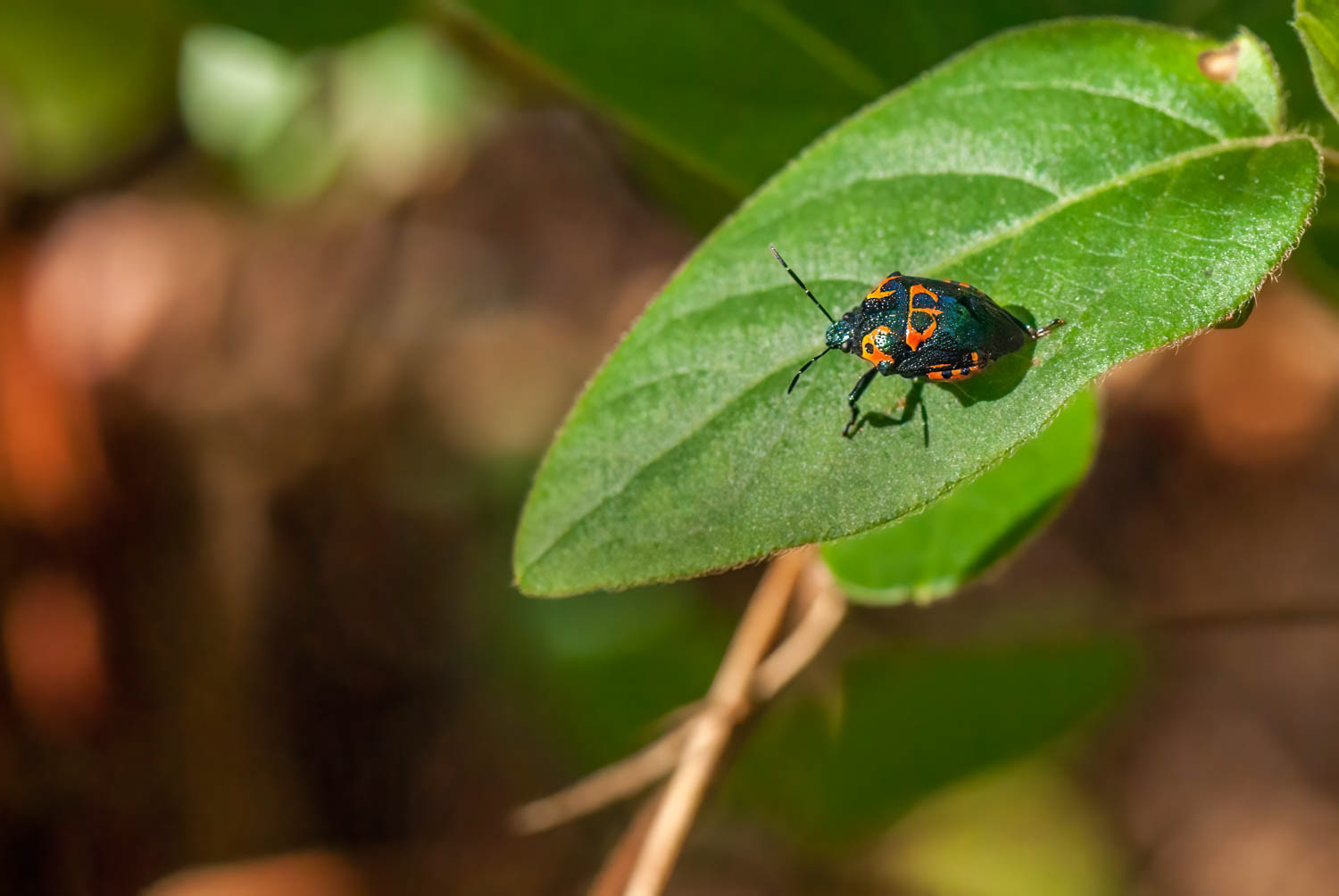 Anchor Stink Bug (Stiretrus anchorago)