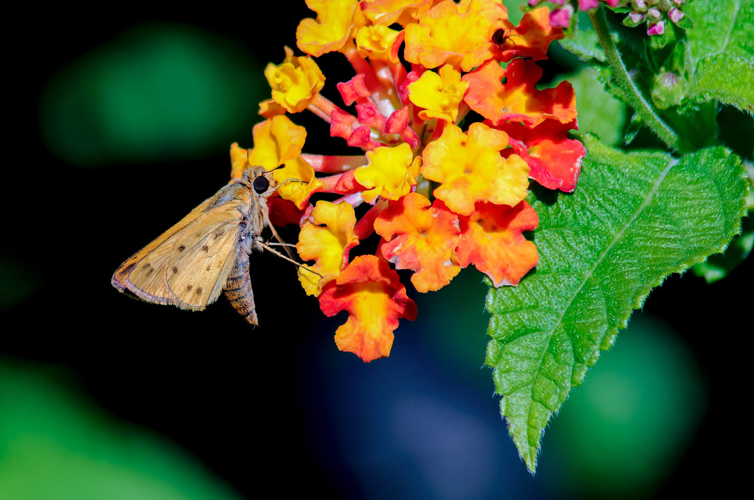 Fiery Skipper (Hylephila phyleus)