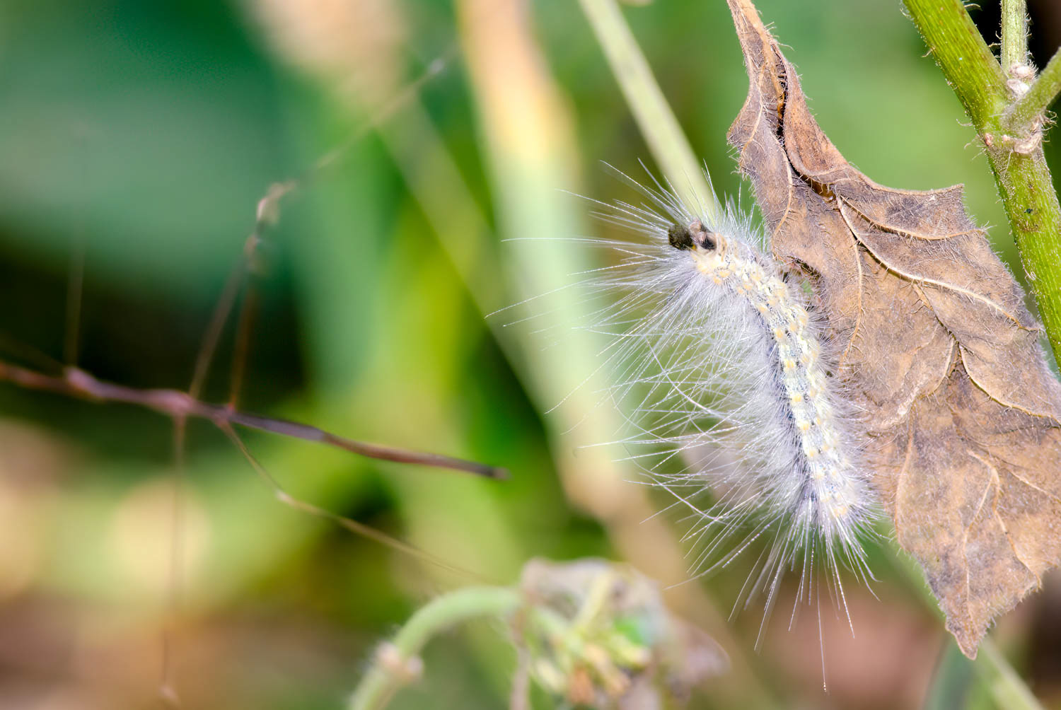 Fall Webworm (Hyphantria cunea)