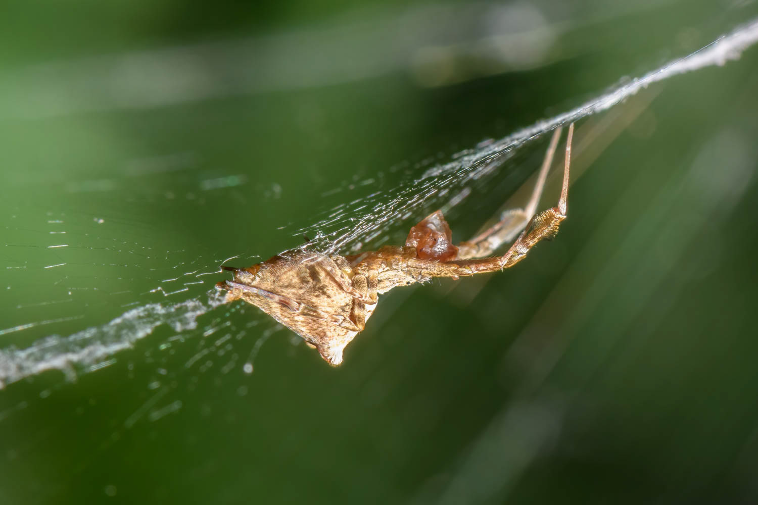 Hothouse Featherleg Spider (Uloborus plumipes photos)