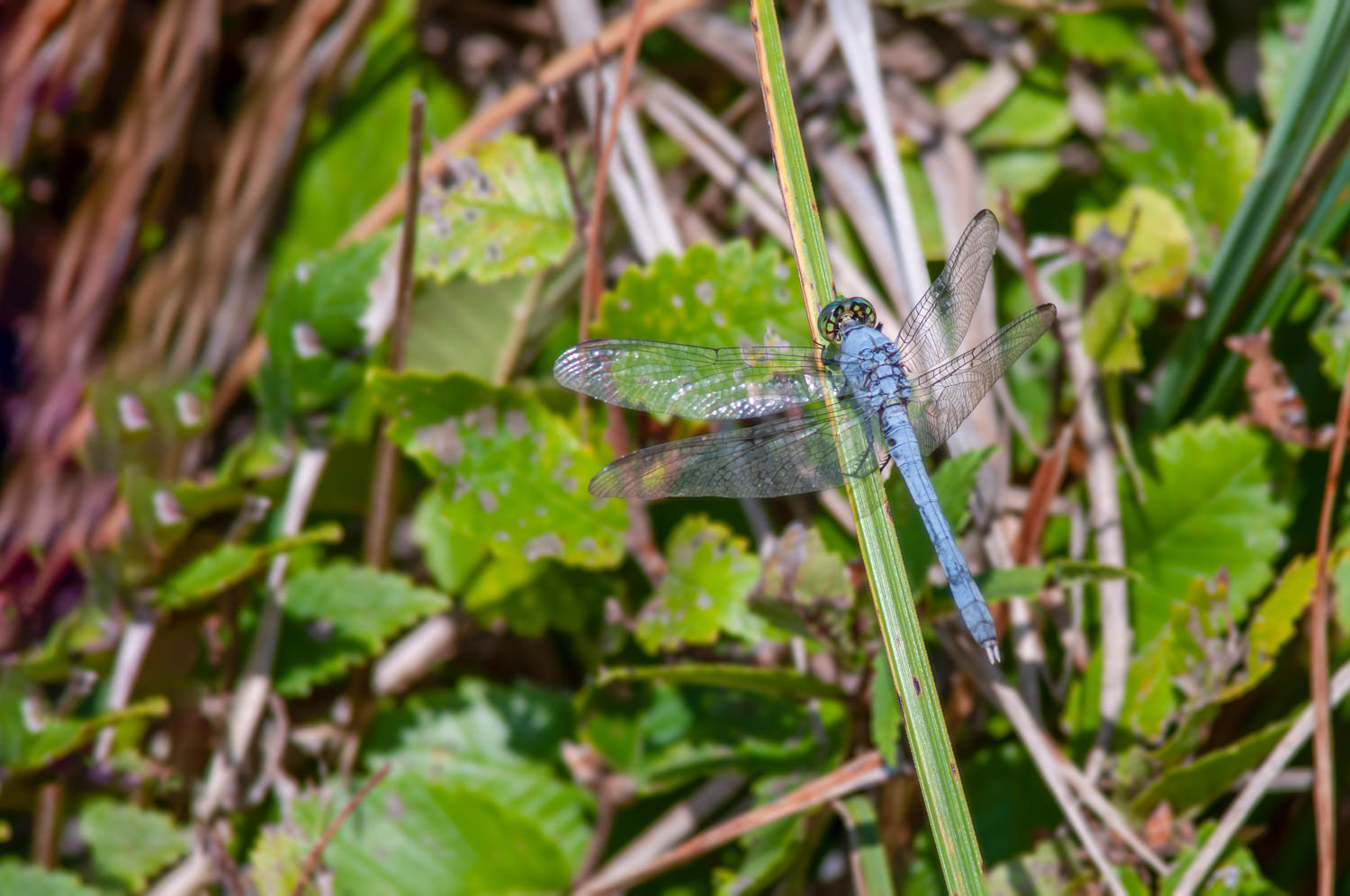 Eastern Pondhawk (Erythemis simplicicollis) Male