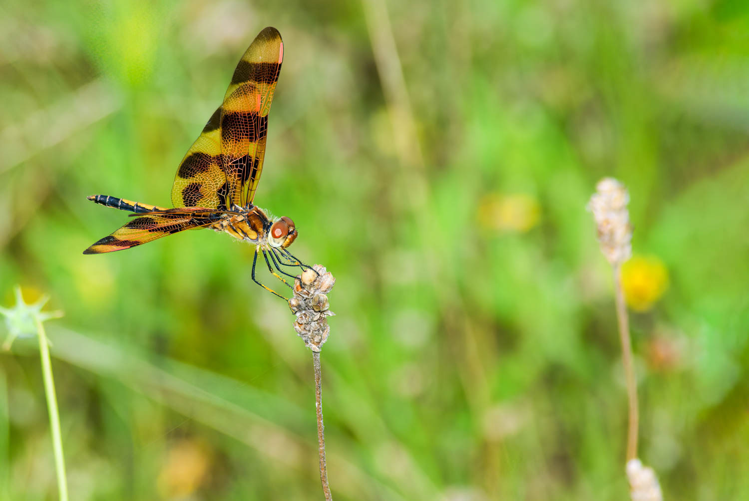 Halloween Pennant (Celithemis eponina)