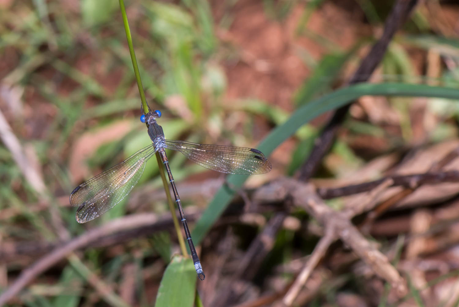 Great Spreadwing (Archilestes grandis)
