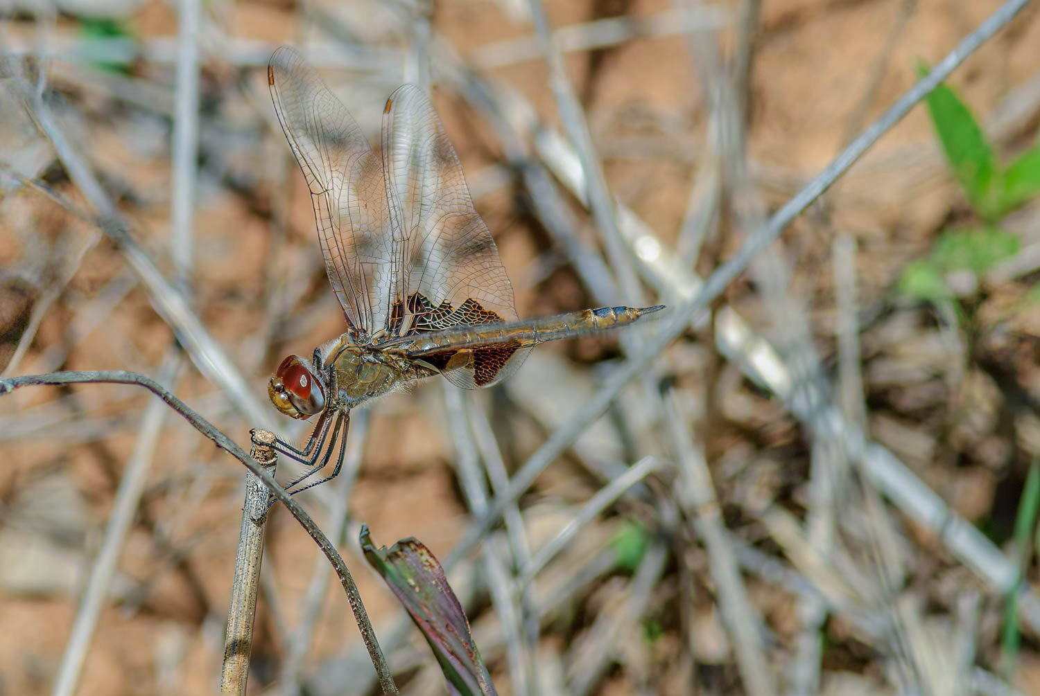 Regal Darner (Coryphaeschna ingens)