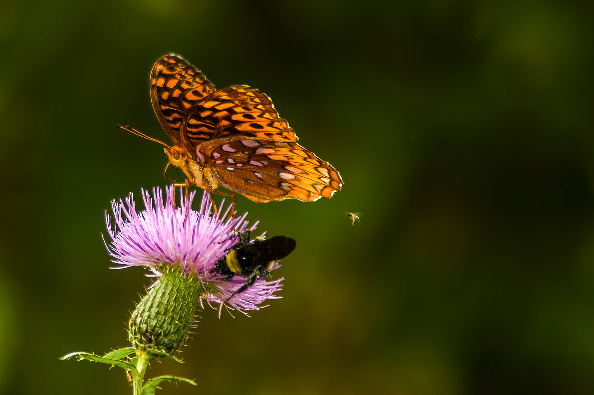 Great Soangled Frutillary (Speyeria cybele)