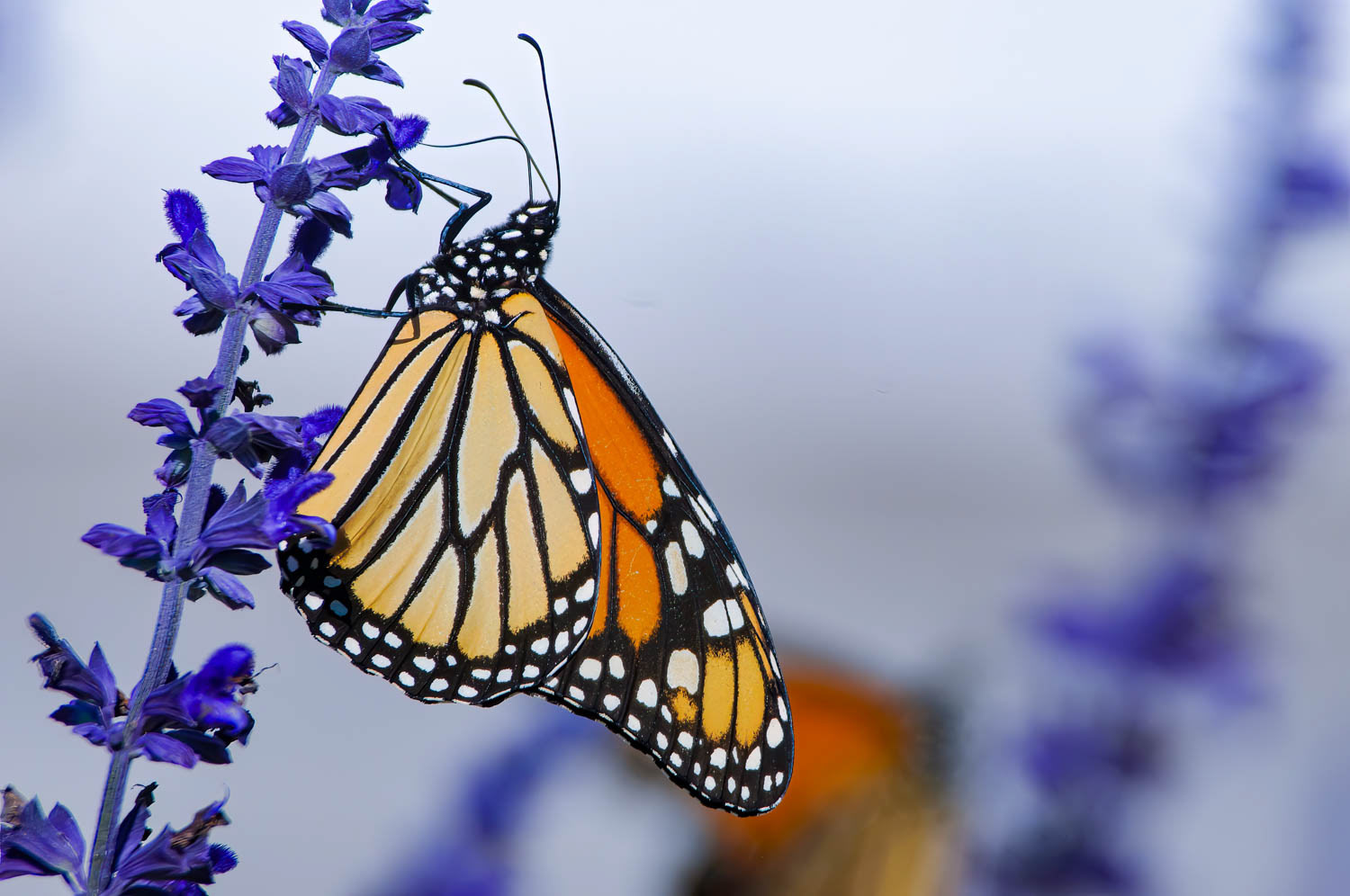 Monarch (Danaus plexippus)
