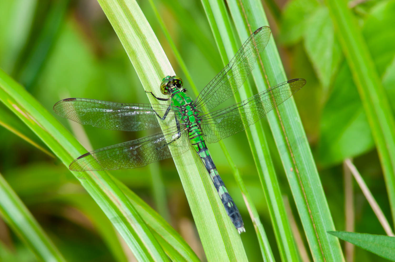 Eastern Pondhawk (Erythemis simplicicollis) Female