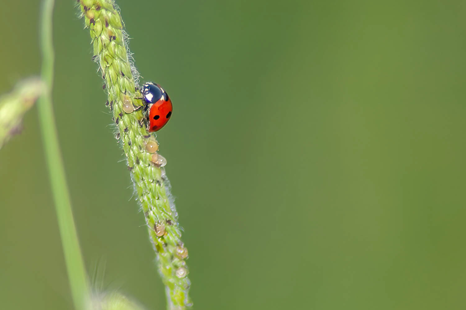 Lady Bug Beetle (Coccinellidae)