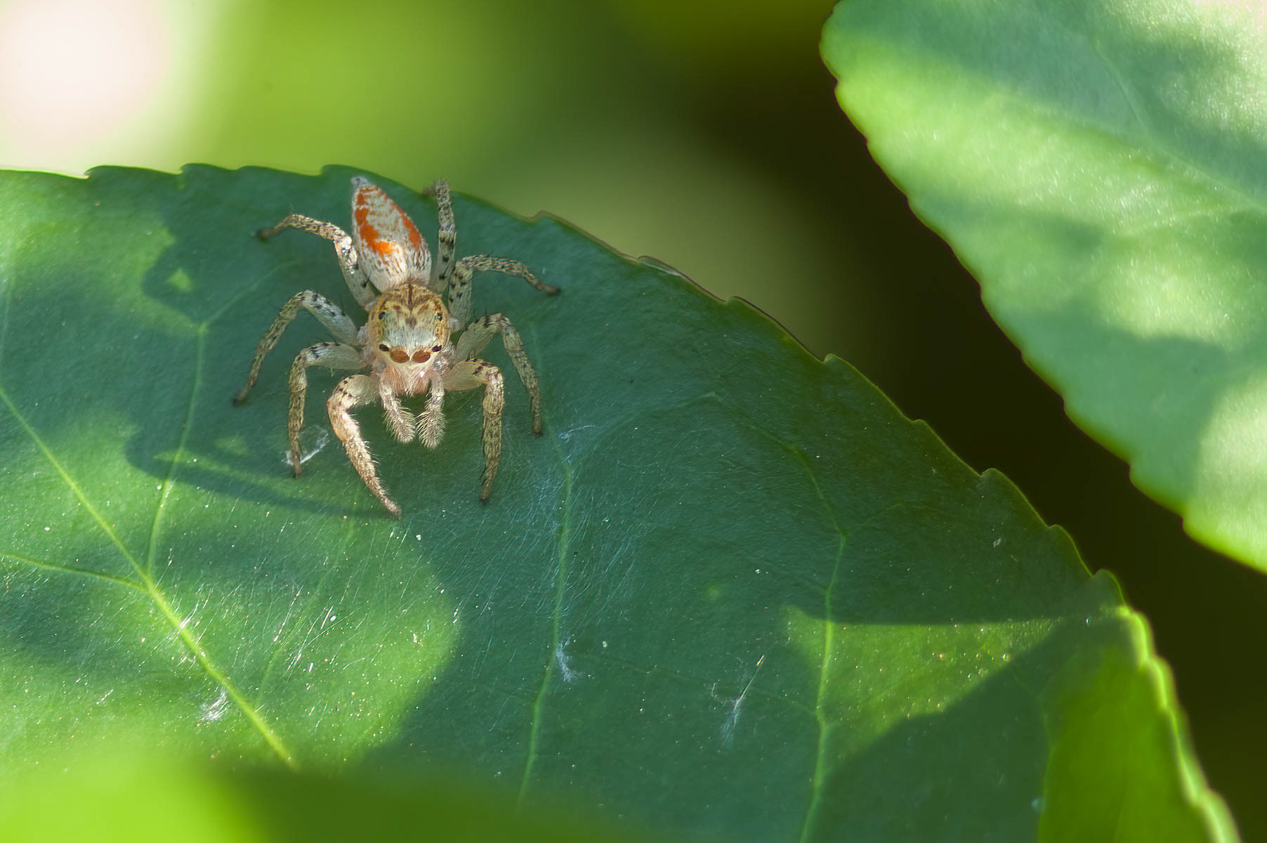Dimorphic Jumping Spider